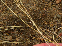 Aristida diffusa burkei