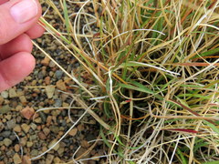 Aristida diffusa burkei