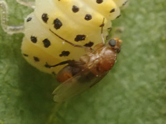 Metopininae