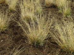 Aristida diffusa burkei