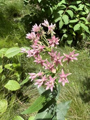Asclepias rubra