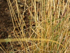 Aristida diffusa burkei