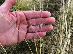 Aristida diffusa burkei