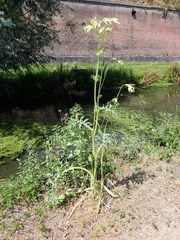 Cirsium oleraceum