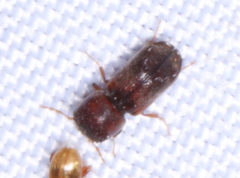 Xylobiops texanus