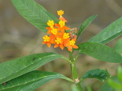 Asclepias curassavica