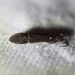 Ceraclea punctata