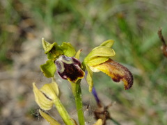 Ophrys fusca