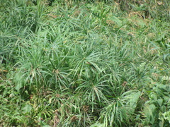 Cyperus alternifolius flabelliformis