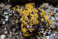 Candelariella aggregata
