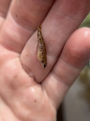 Etheostoma olmstedi