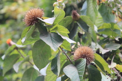 Cnicothamnus lorentzii