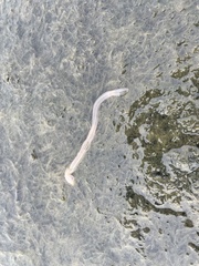 Leptosynapta
