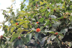 Cnicothamnus lorentzii