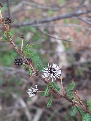 Mimosa ramulosa