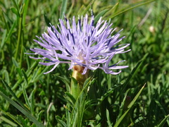 Carthamus mitissimus