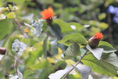 Cnicothamnus lorentzii