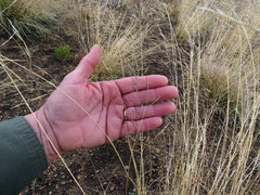 Aristida diffusa burkei