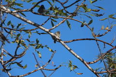 Camarhynchus parvulus