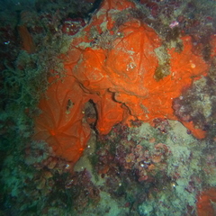 Spirastrella cunctatrix