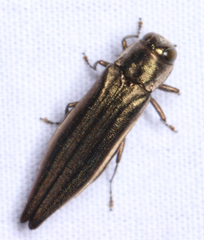 Agrilus macer