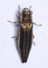 Agrilus macer