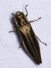 Agrilus macer