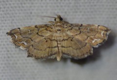 Neomusotima conspurcatalis