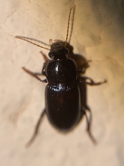 Harpalus