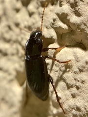 Harpalus