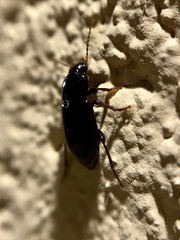 Harpalus