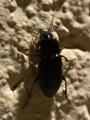 Harpalus