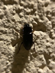Harpalus