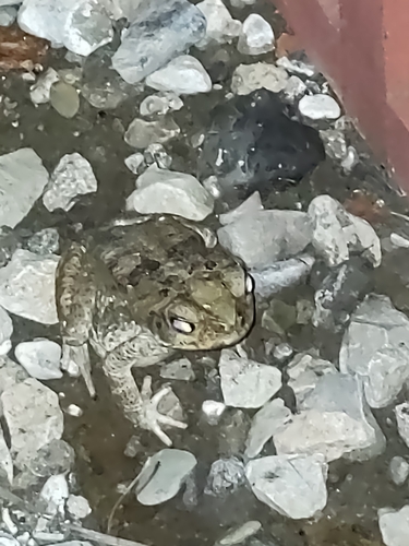 Rhinella bella