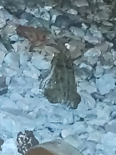 Rhinella bella