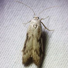 Aphomia fulminalis