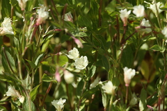 Epilobium luteum