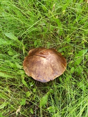 Leccinum alaskanum