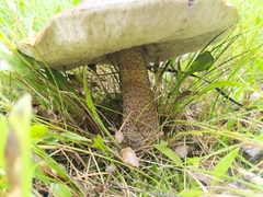 Leccinum alaskanum