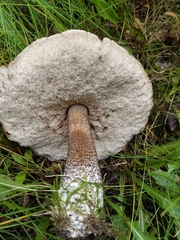 Leccinum alaskanum