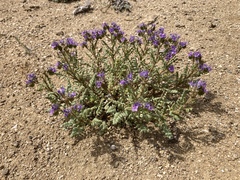 Phacelia formosula