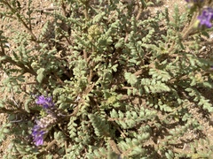 Phacelia formosula