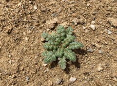 Phacelia formosula