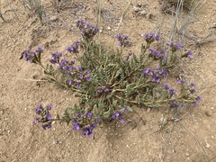 Phacelia formosula