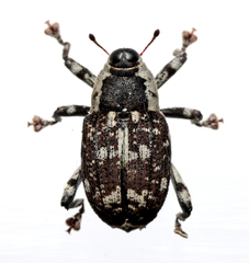 Peltophorus polymitus