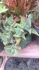 Faucaria