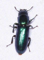 Temnoscheila acuta