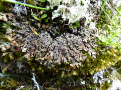 Hypogymnia austerodes