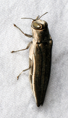 Agrilus macer