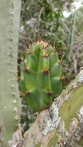 Andes organ pipe cactus